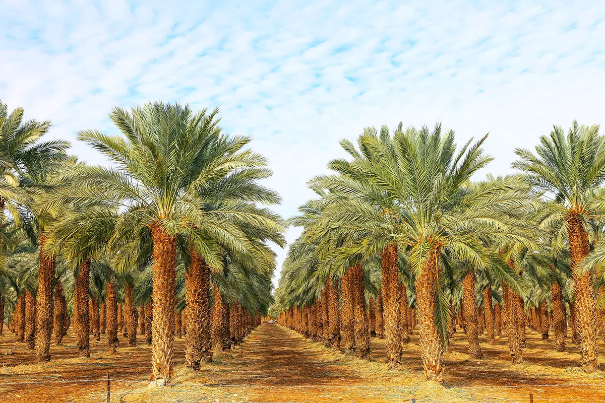 أسعار النخيل الطبيعي