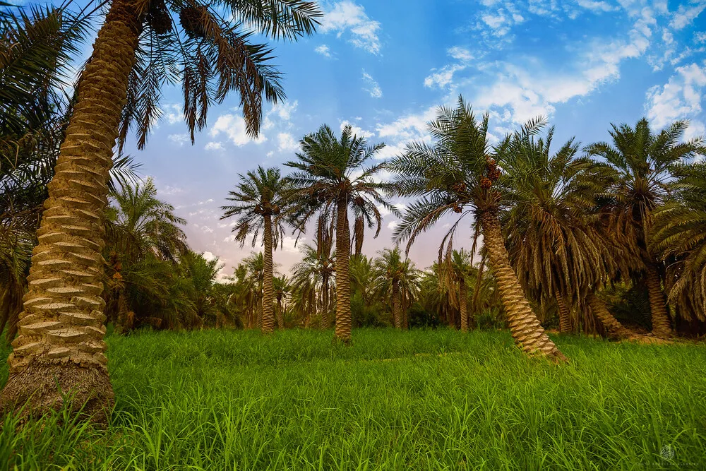 أفضل نوع نخيل طبيعية