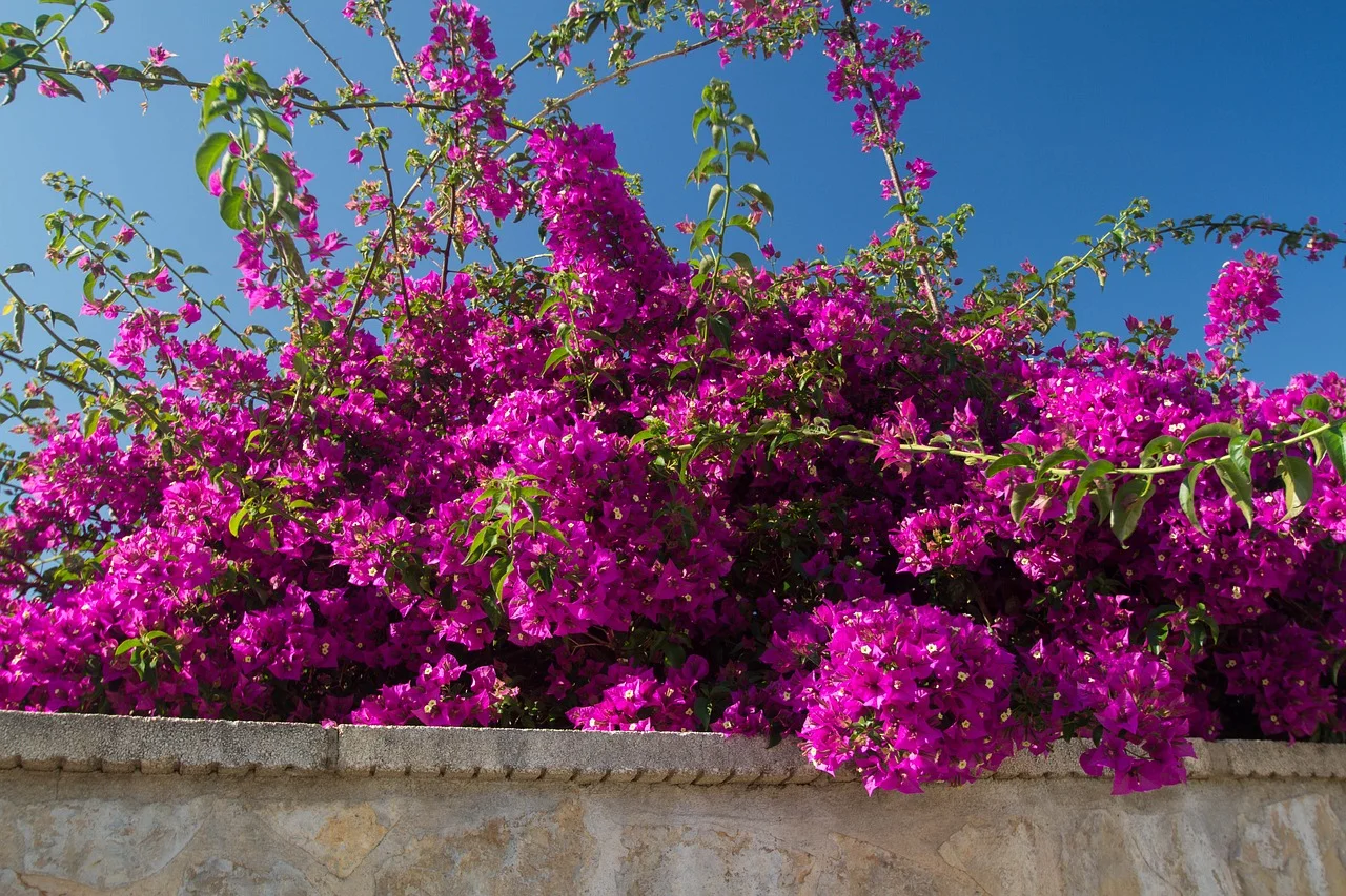 شركة زراعة النباتات