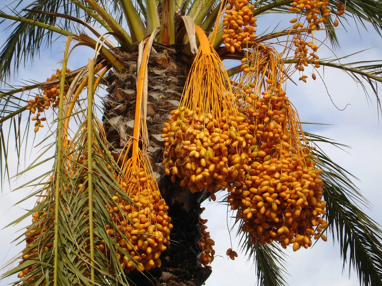 شركة زراعة